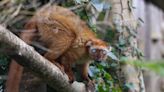 Zoo to focus on six species facing extinction