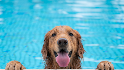 Golden Retriever Makes Mad Dash for Pool Directly After 2-Hour Bathing Session