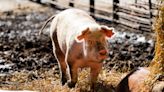 Opinion: Maybe it is time for change in how pigs are raised here