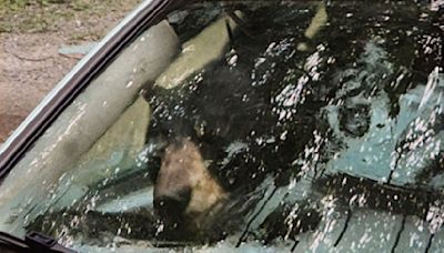 Photos show what happened when a black bear and cub got stuck inside a car in Connecticut