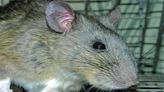 Pennsylvania Game Commission joins forces to repopulate Allegheny woodrats in the wild - Outdoor News