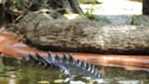 Hallan los restos de la niña que fue atacada por un cocodrilo en el norte de Australia