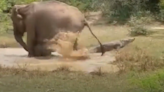 Fearless mother elephant protects calf from crocodile’s clutches