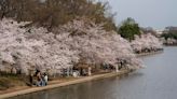 DC’s cherry blossoms set for another early peak bloom: Park Service