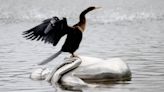 Ever seen a snakebird in SC? They love to impale fish. Here are 4 things to know about them