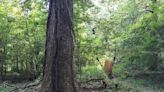 This giant yellow spider may be in your SC yard lurking overhead. Here’s what to know