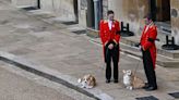 Queen Elizabeth's Corgis Take a Walk on the Day of Her Funeral