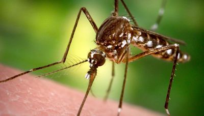 Mosquito-spread Dengue virus reported in Alabama, Florida