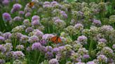 Bees and butterflies are declining in North America, researchers say