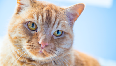 Orange Cats Eats Up Mama’s Words as She Goes Over His Daily Affirmations