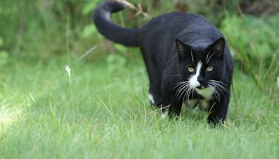 Scientists pinpoint strategies to stop cats from scratching your furniture