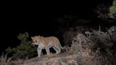 Tracing the pawsteps of the North China leopard