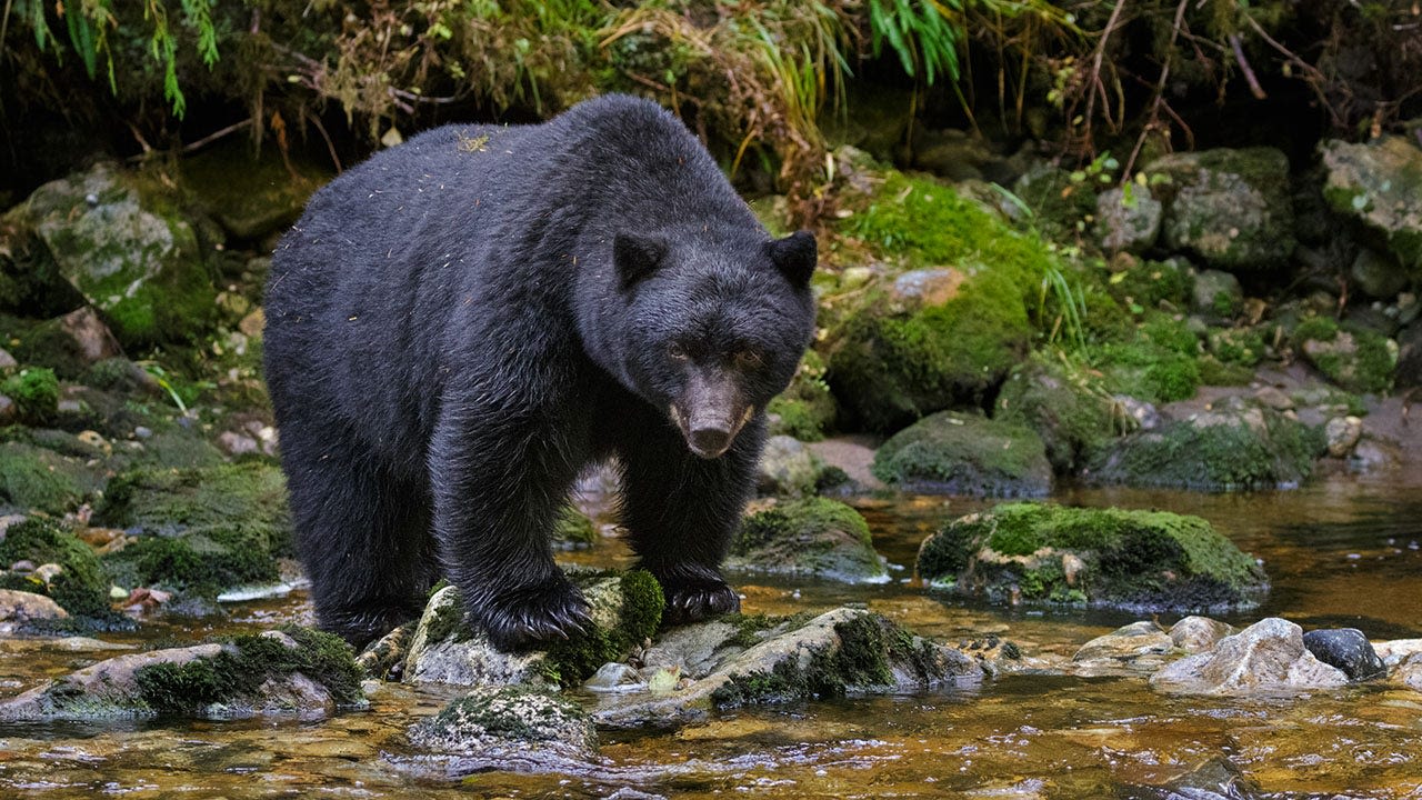 Undercooked bear meat to blame for infecting family with rare roundworm parasite: CDC