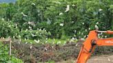 埔里眾多白鷺鷥棲息樹林一夕間剷平惹議 縣府緊急要求停工