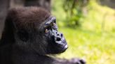 ‘We’re hoping sparks fly’ Zoo Knoxville welcomes new gorilla