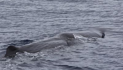 地震後跑來？9頭抹香鯨 罕見現蹤花蓮海域