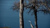 Fishing report, Oct. 4-10: Trout and king salmon hitting at Don Pedro, trout still on the bit at New Melones.