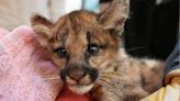 Oakland Zoo Welcomes 2 Orphaned Female Mountain Lion Cubs — See the New Additions!