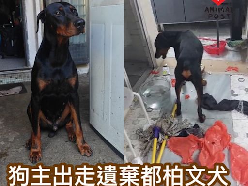 狗主出走遺棄都柏文犬 熱心鄰居急為狗尋家 - 香港動物報 Hong Kong Animal Post