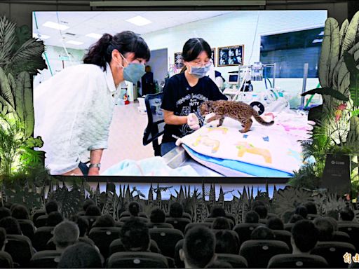 《國際貓咪日》蕭美琴訪台北動物園 看保育石虎