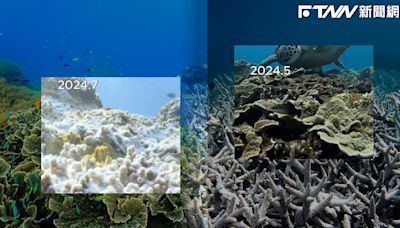 影／墾丁海域大量珊瑚白化 慘烈畫面讓潛水教練痛心：美景已不在！