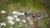 Want to Keep Deer From Eating Your Garden? Here's What to Plant