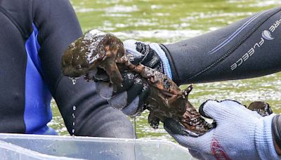 Watch skin-breathing hellbenders — largest salamanders in the US — return to the wild