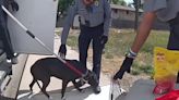 Dramático rescate captado en VIDEO: policía salva a perro y gato de morir en una calurosa casa rodante