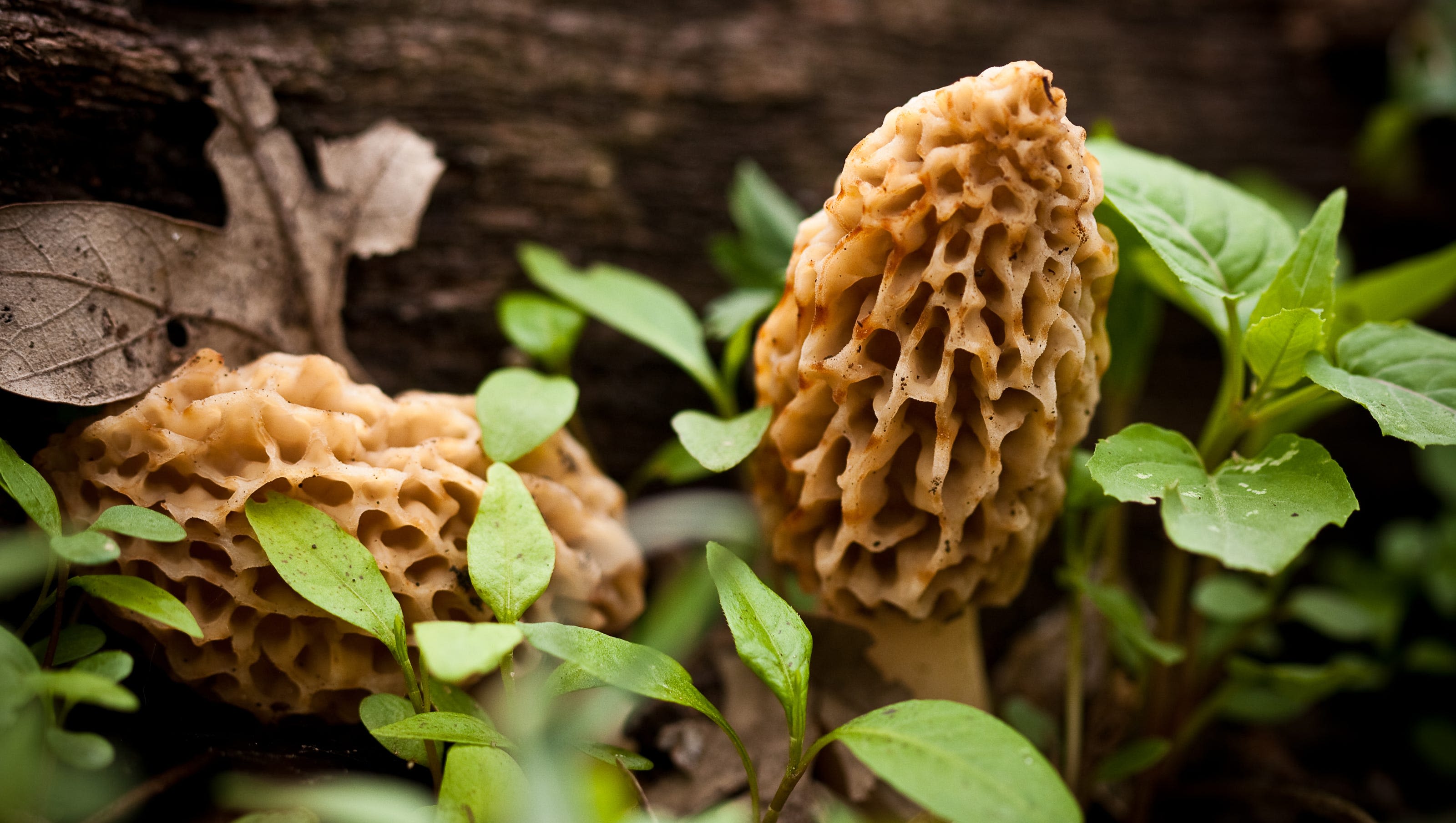 Interactive Map: Where to find morel mushrooms in New York
