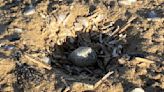 Egg-citing news: Piping plover egg discovered on Chicago beach