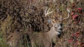 Nov. 12 was best day for Ohio bowhunters