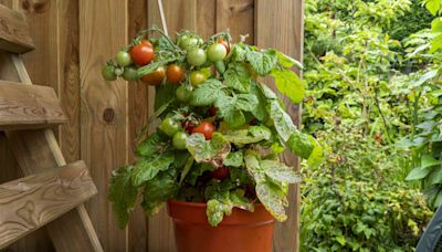 Learn To Grow Delicious Tomatoes In Pots With This Comprehensive Guide