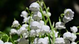 Everything you need to know about lily of the valley (Convallaria majalis)