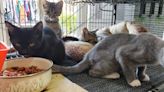 Pitts: Fayetteville downtown cat rescue and thrift store stretches every dollar
