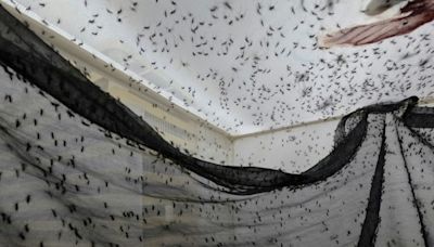 Colombian mosquito factory fights dengue and disinformation