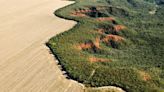 Área desmatada no Brasil cai 11,6%, mas sobe no cerrado - Imirante.com