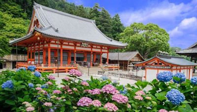 大阪2處浪漫繡球花海先收！再住捷絲旅心齋橋館 早餐吃到飽1200起