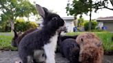 Fuzzy invasion of domestic rabbits has a Florida suburb hopping into a hunt for new owners