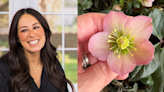 Joanna Gaines Just Shared Her Favorite Winter Flowers for Porch Planters