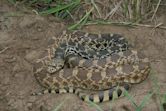 Bullsnake