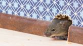 Stop mice from entering your home this summer with £2 trick that repels them