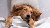 Golden Retriever Dad’s Parody of Letting a Dog Sleep in Bed Is So Spot-on