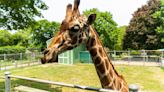 Death of Bobo the giraffe makes us wonder what we are doing with animals in captivity