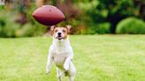 100+ Football Dog Names for Your Sporty Canine