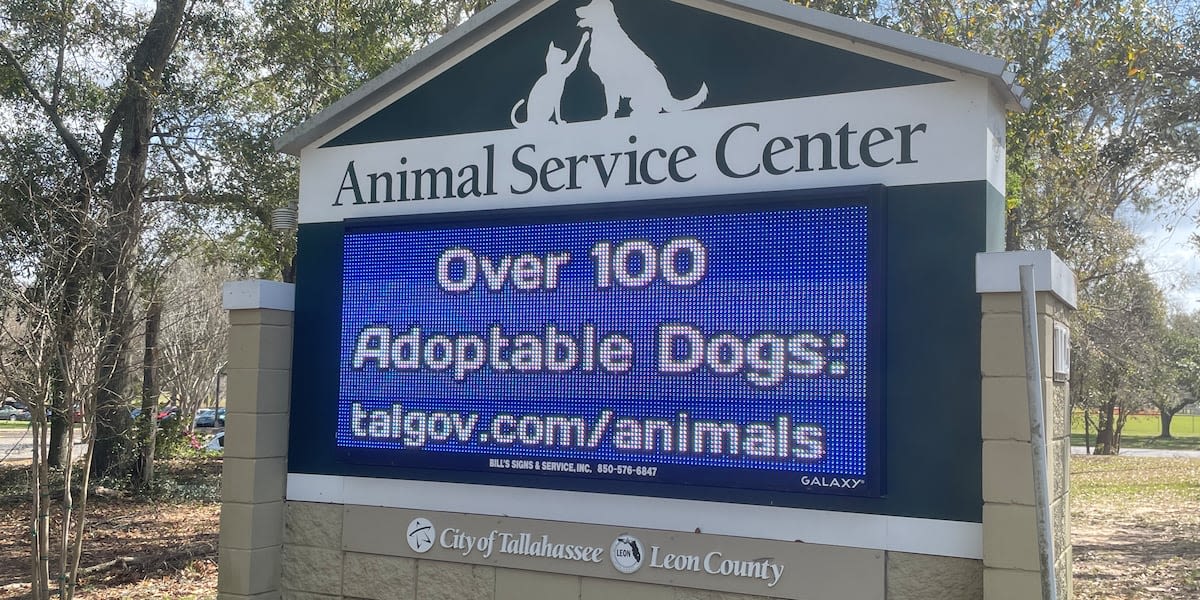 Tallahassee animal shelter in need of foster parents amid influx of 50 dogs