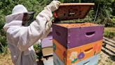 School's Beekeeping Club teaching students valuable lessons about ecosystem