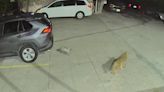 En video: gato guardián se enfrenta sin temor a un coyote para proteger su hogar