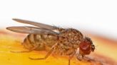Scientists say they have induced 'virgin births' in fruit flies for the first time by switching on the right genes