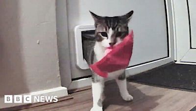 Stevenage cat repeatedly brings rubbish into home