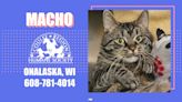 Pet of the Week – Coulee Region Humane Society: Macho